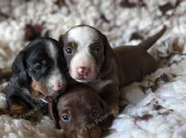 Born and raised in a family environment with larger breed dog, cats, guinea pigs etc. Mum is black tan pied, dad was black tan, both carried chocolate