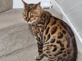 4 years old male bengal