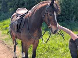 Beautiful 13.2hh Bay pony