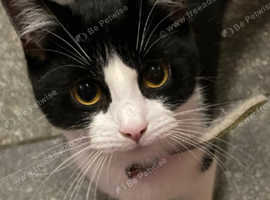Quater siamise cat