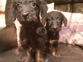 Jackapoo Dogs Jack Russell Terrier Cross Poodle For Sale In