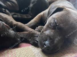 5 patterdale terrier pups