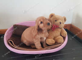 Show Type Cocker Spaniel Puppies