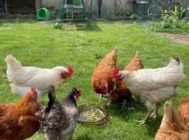 1x Hen & 1 x Cockerel for Sale - collection from Ferndown, Dorset
