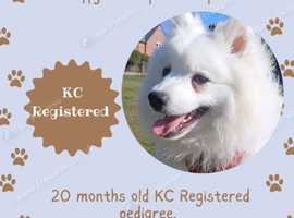 Japanese Spitz for stud only