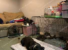 Cane corso cross staffy