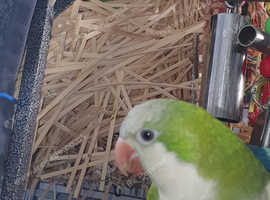 Quaker Parrot