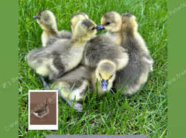 Day old sexed goslings
