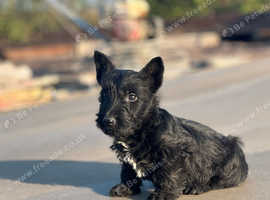 Scottish Terrier pup for sale