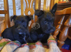 KC Scottish terrier pups
