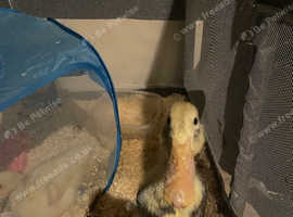 4 week old Indian Runner Duck