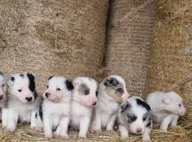 Stunning litter of collie pups 2 boys available