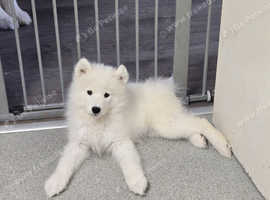 KC registered Samoyed puppy Female