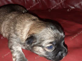 Wolf sable hot sale chihuahua