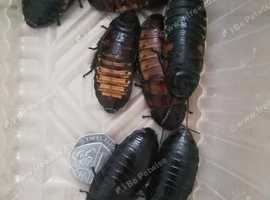 SALE!!! Adults Madagascar Hissing Cockroaches (Live Food)