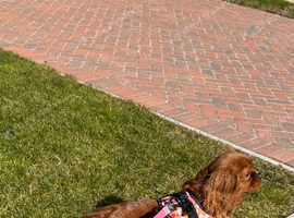 Cavalier king Charles spaniel