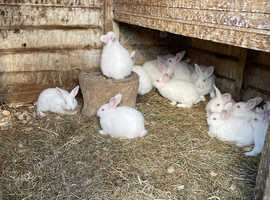 Adorable baby New Zealand White bunnies