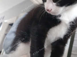Boy kitten