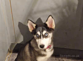 Ice is 8 month old female blue eyes stunning girl