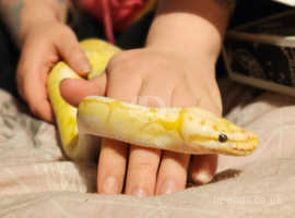 Male ball python with full set up