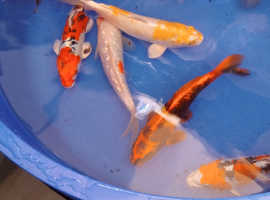 High Grade Koi carp