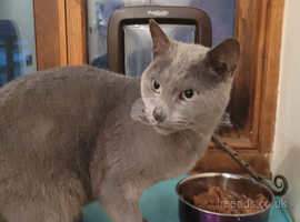 Russian blue xBengal