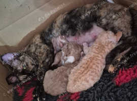Devon rex kittens