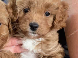 F2B Cavapoochon puppy for sale £1500 LAST ONE LEFT