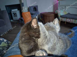 Bengal /British blue