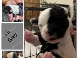 Fluffy Frenchie X Schnocker Pups