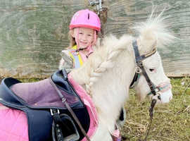 Shetland mare pony