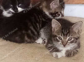 Pretty kittens