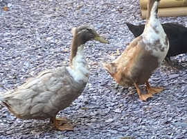 2 cross males (1 crested)