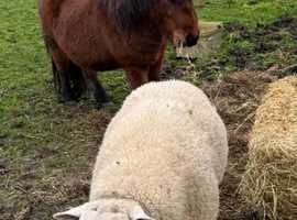 Miniature shetland colt