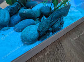 Axolotl and tank