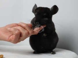 SOLD_SOLD !!! Chinchilla Baby Boy, Black colour, 3 Months old