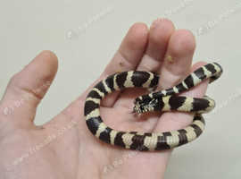 Female Banded Cali Kingsnake