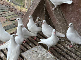 White young racers pigeons