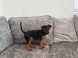 Patterdale terrier