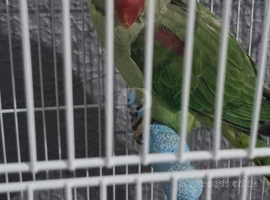 Alexendarian parrot bird