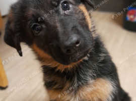 Shepherd puppies 2024 near me