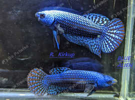 A number of Betta fish tank bred and some Thai imports £5 - £25