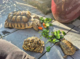 Tortoise rehoming