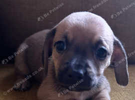 Two girls and a boy Dach x chi mix