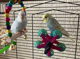 2 budgies and cage