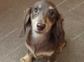 Dachshund Dogs Puppies For Sale Rehome In Rugeley Find Dogs