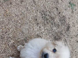 Pomeranian x  toy poodle