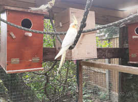 Young Cockatiels, aviary bred