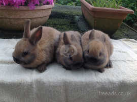 Baby Male Netherland Dwarf Rabbits