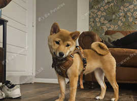 KC Registered Red Shiba Inu Puppy